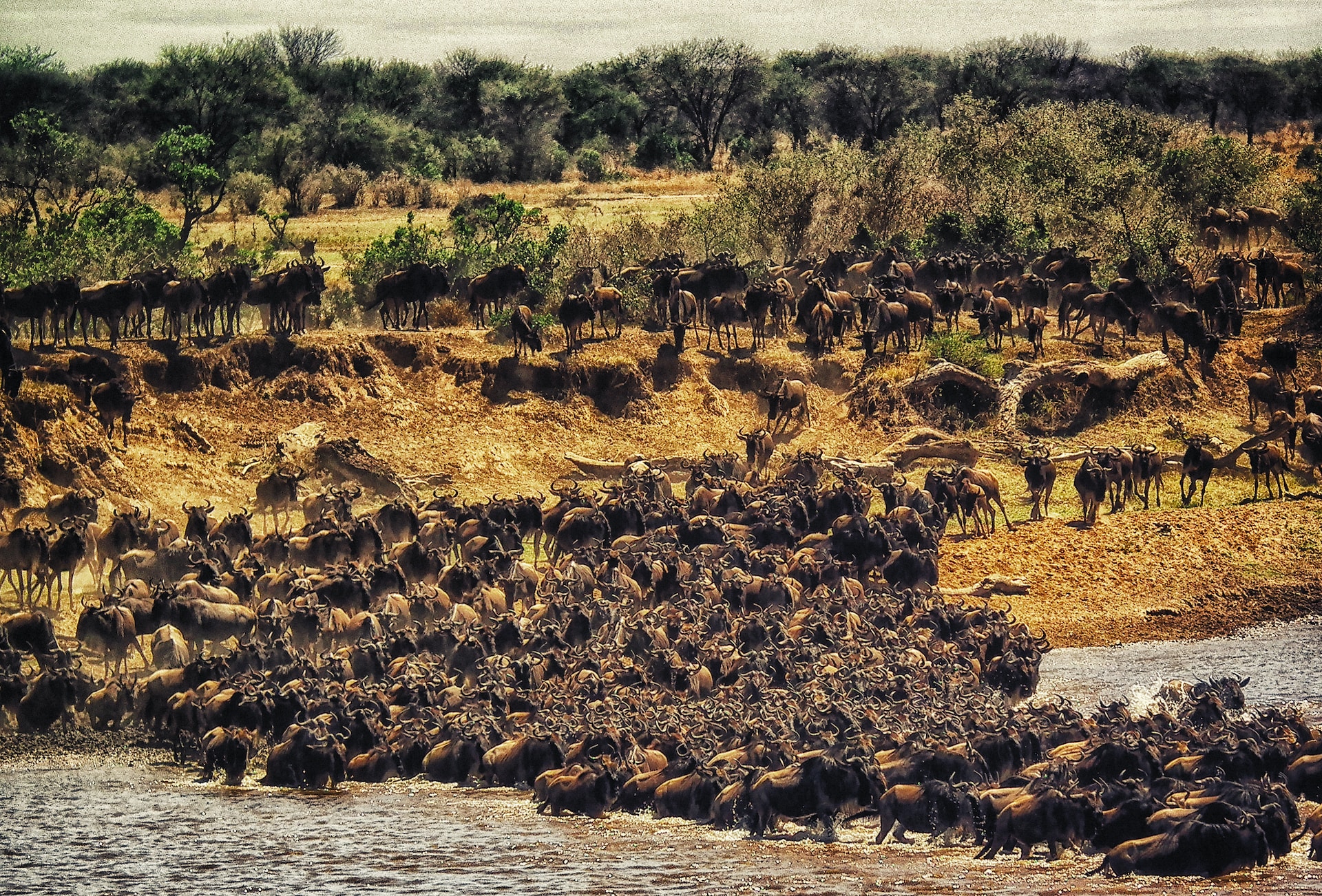9 Days 8 Nights Wildebeest Migration Safari