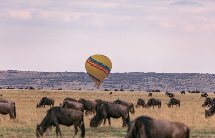 10 Days Taste of Kenya Safari, covers the Premium Parks in Kenya