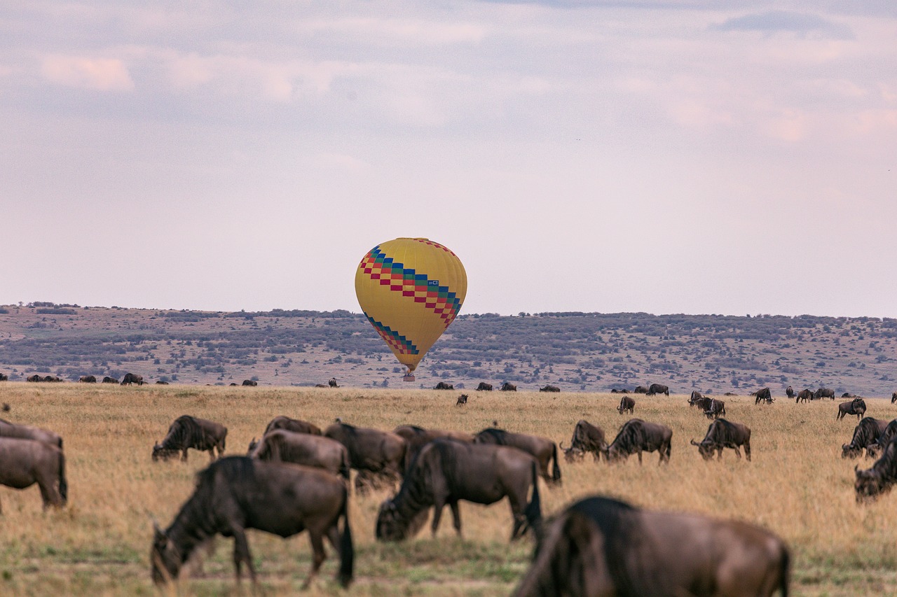 10 Days Taste of Kenya Safari, covers the Premium Parks in Kenya