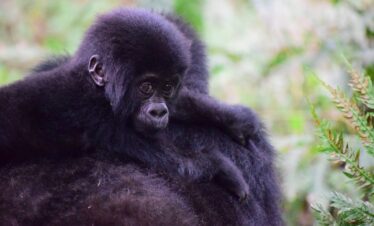 This Uganda Gorilla & Chimpanzee Habituation 6 Days Safari
