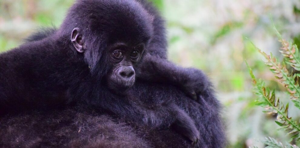 This Uganda Gorilla & Chimpanzee Habituation 6 Days Safari