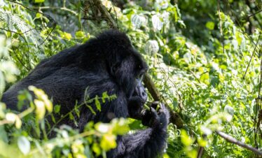 This Uganda Gorilla Trek 4 Days safari is good for those who want