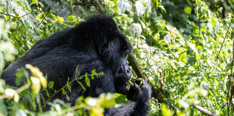 This Uganda Gorilla Trek 4 Days safari is good for those who want