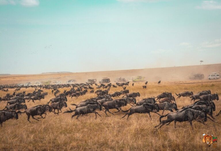10 Days 9 Nights Wildebeest Migration Safari 9 Day Kenya Safari from Nairobi
