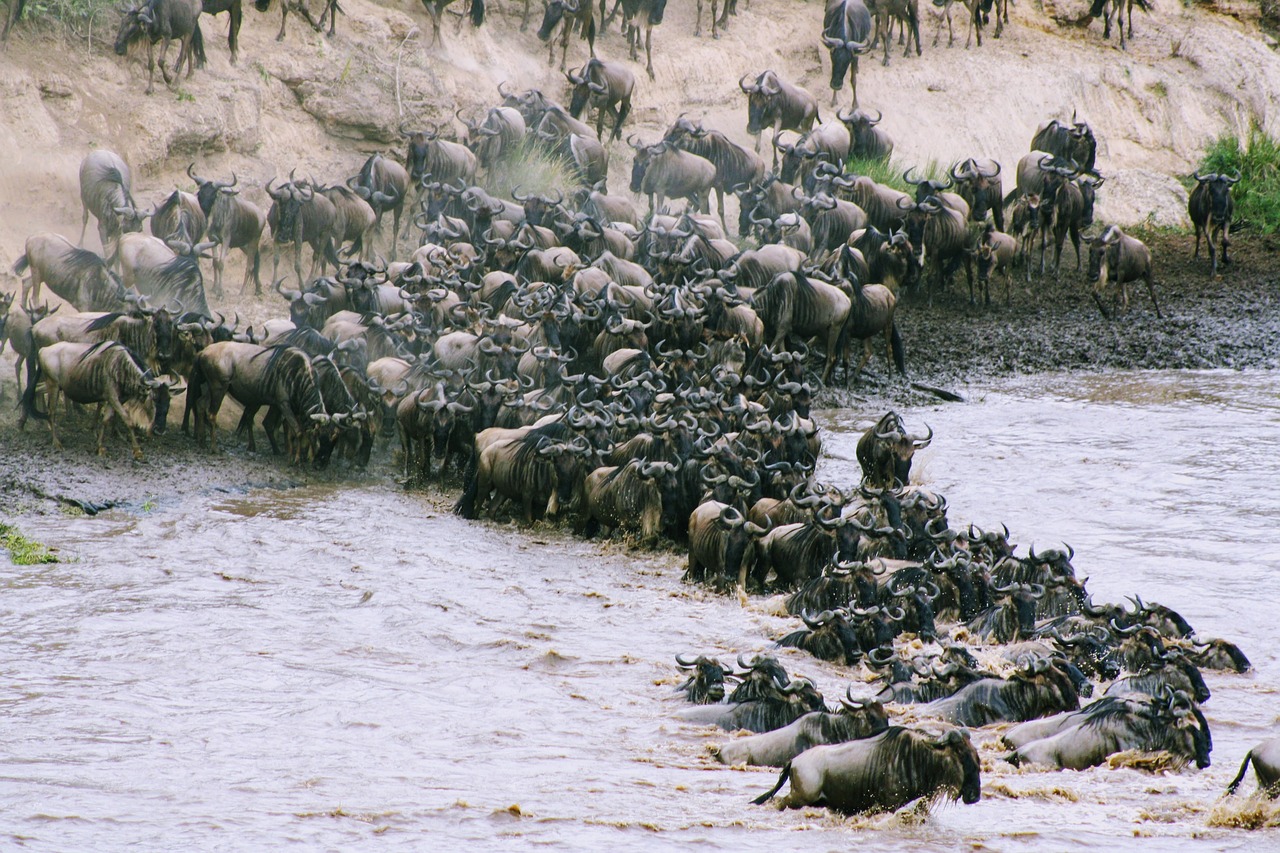 4 Days 3 Nights Masai Mara Wildebeest Migration Safari