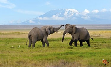 3 Days 2 Nights Amboseli safari from Nairobi to Amboseli Park