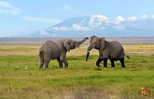 3 Days 2 Nights Amboseli safari from Nairobi to Amboseli Park