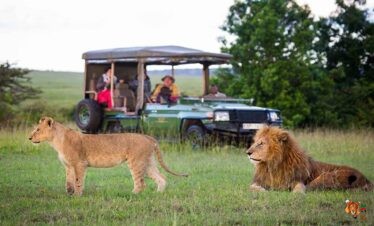 3 Days 2 Nights Masai Mara wildebeest Migration Safari