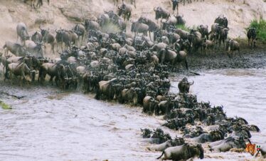 4 Days 3 Nights Masai Mara Wildebeest Migration Safari