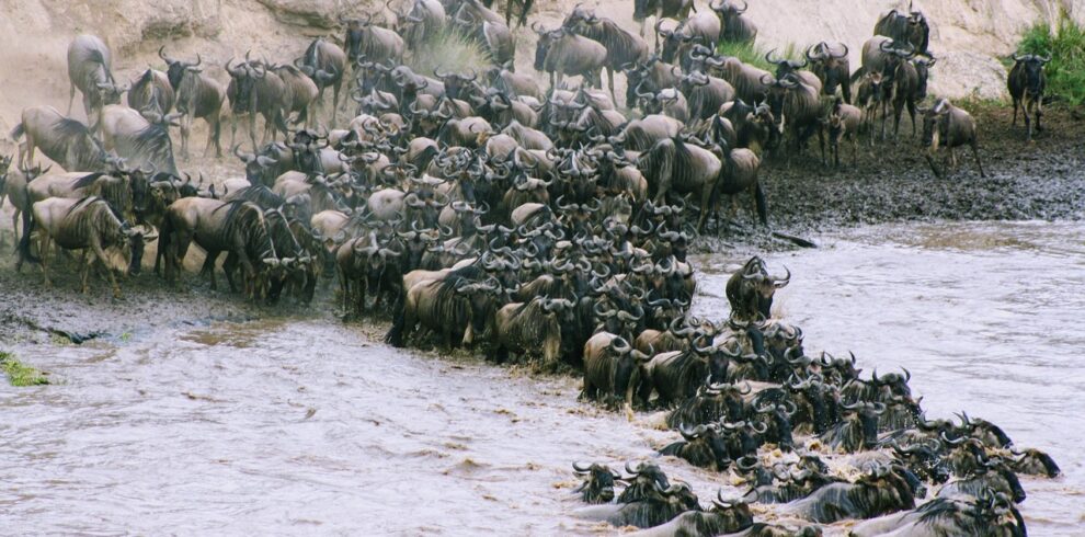 4 Days 3 Nights Masai Mara Wildebeest Migration Safari