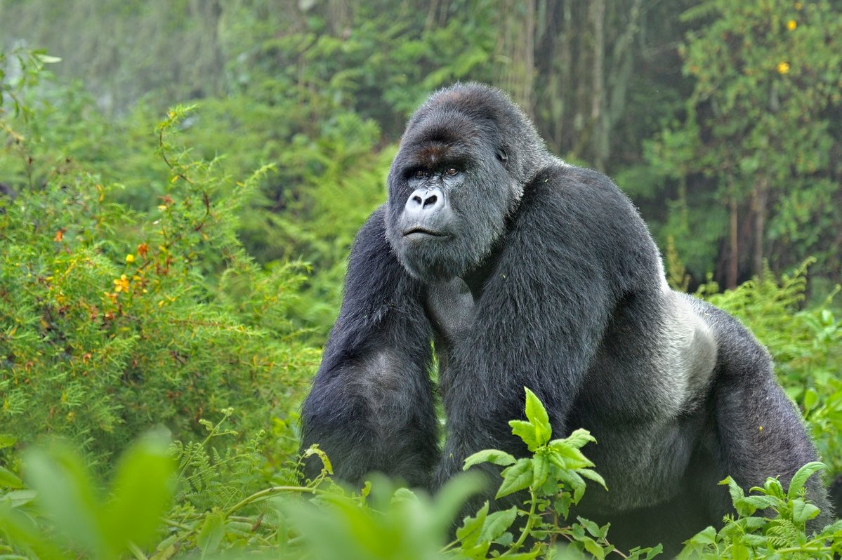 Kigali City Tour + Gorilla Trekking. Discover the heart of Rwanda