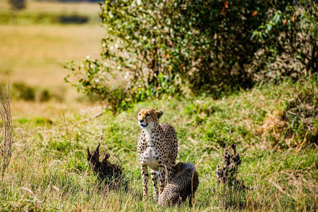 Kenya Safari Tour