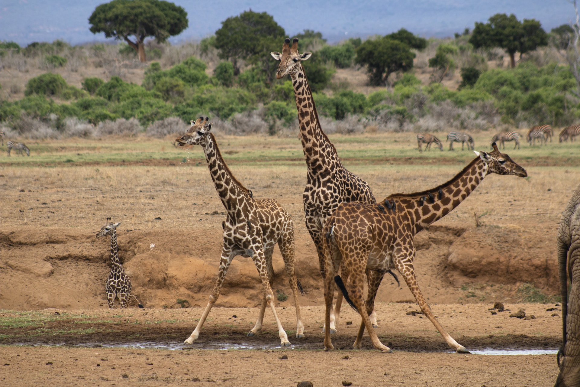 Discover Kenya’s Natural Wonders: The Best Places to Visit