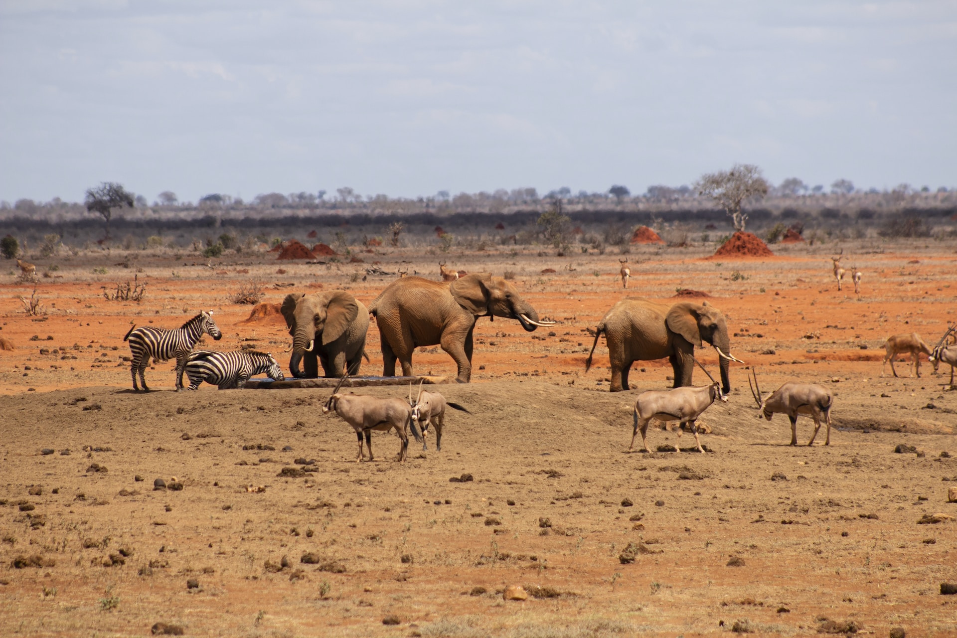 Top Kenya Wildlife Parks for a Safari Adventure