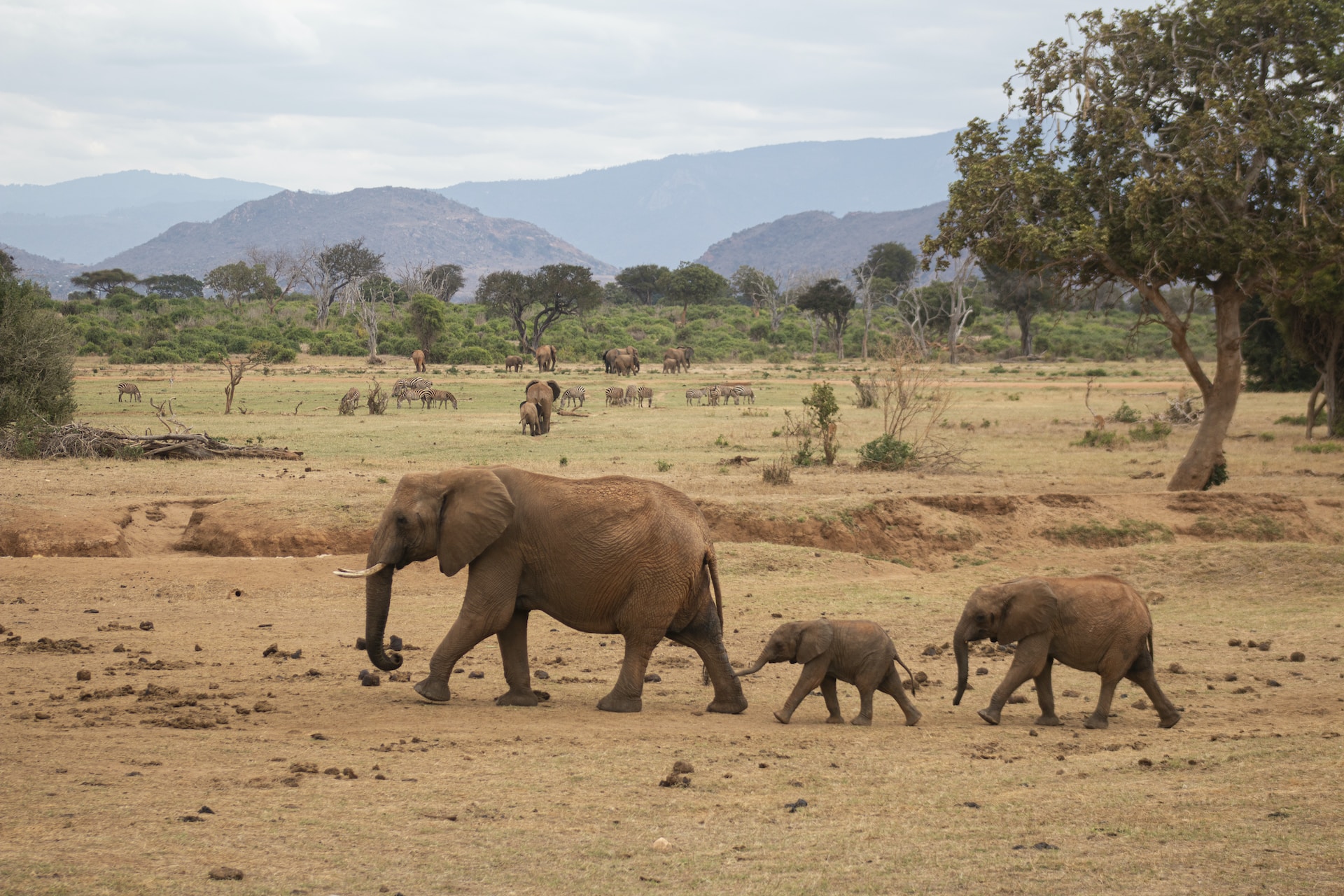 Exploring the Breathtaking Wildlife of Kenya's Safari