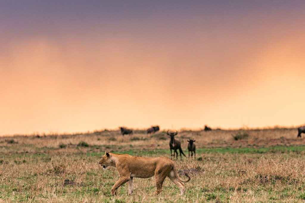 Kenya Safari Tour