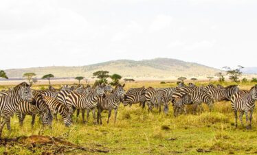 7 days Best of Kenya safari ultimate wildlife adventure tour group