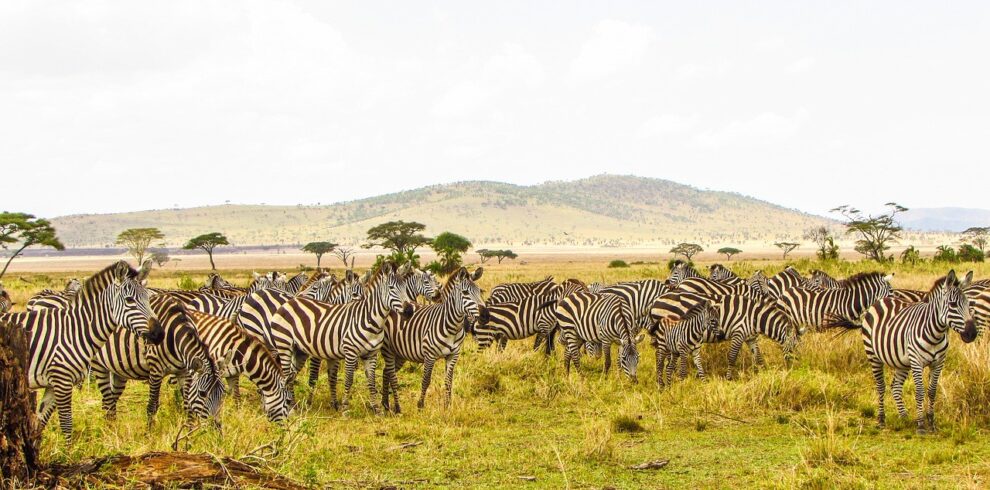 7 Days Best of Kenya safari from Nairobi to Nairobi-Samburu