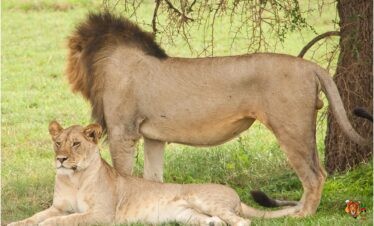 7 Days Kenya Classic Safari from Nairobi to Amboseli Park