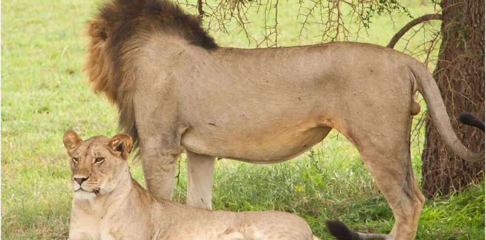 7 Days Kenya Classic Safari from Nairobi to Amboseli Park