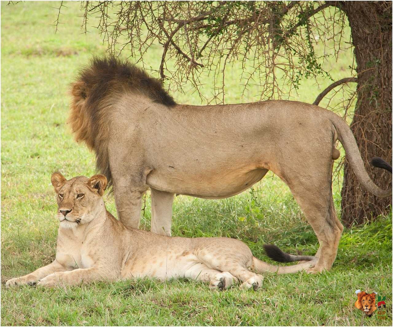 7 Days Kenya Classic Safari from Nairobi to Amboseli Park