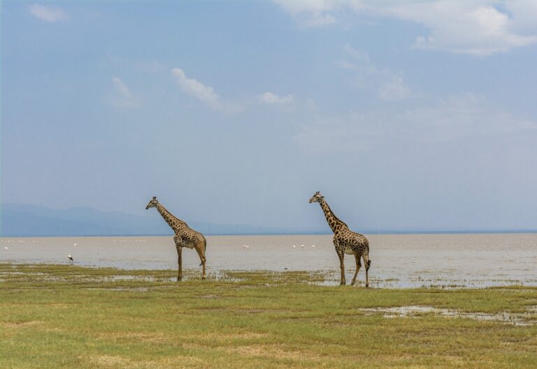 Kenya Safari Tour