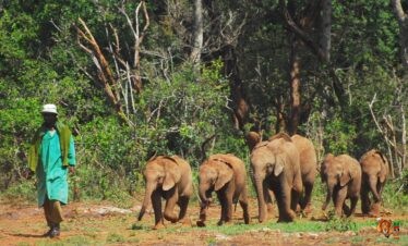 Nairobi National Park for an Early Morning Game drive