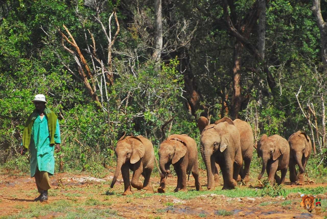 Nairobi National Park for an Early Morning Game drive