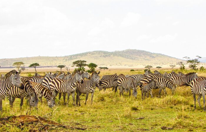 7 Days Best of Kenya safari from Nairobi to Nairobi-Samburu
