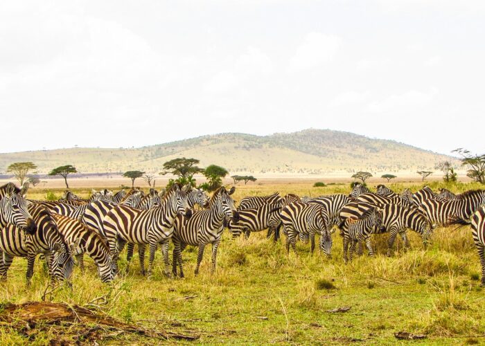 7 Days Best of Kenya safari from Nairobi to Nairobi-Samburu