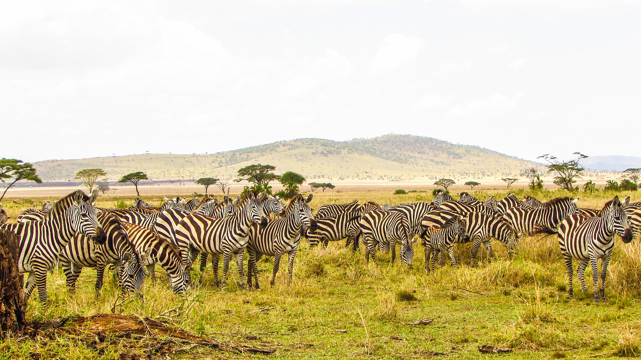 7 Days Best of Kenya safari from Nairobi to Nairobi-Samburu