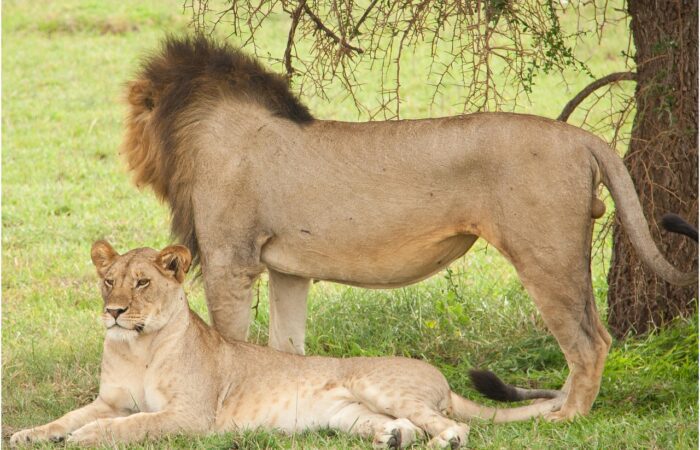 7 Days Kenya Classic Safari from Nairobi to Amboseli Park