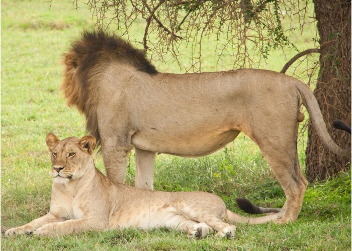 7 Days Kenya Classic Safari from Nairobi to Amboseli Park