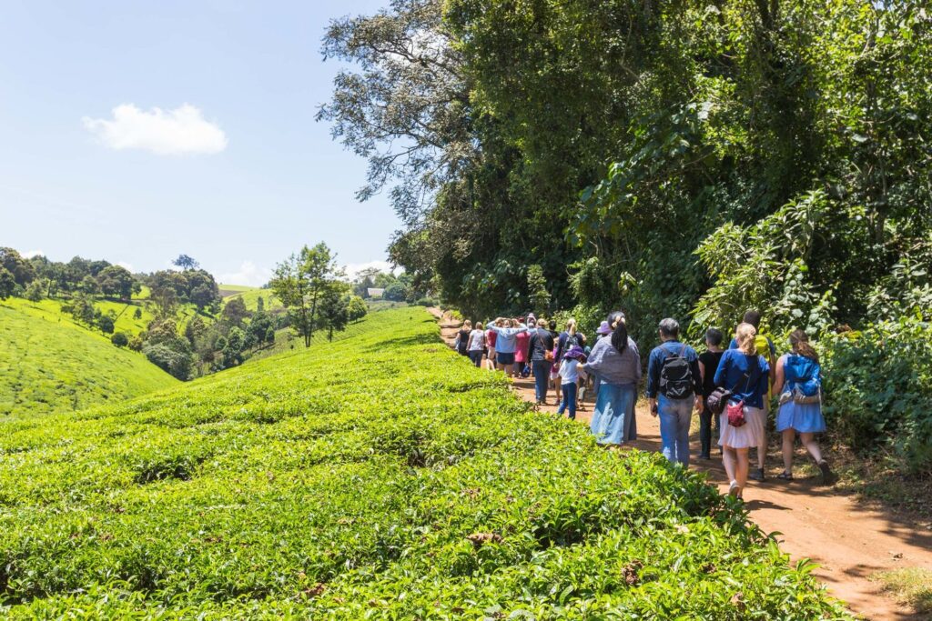 Day Tour to Kiambethu Tea Farm for Tea Enthusiasts