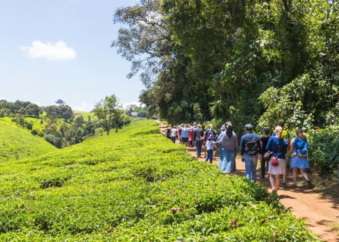 Day Tour to Kiambethu Tea Farm for Tea Enthusiasts