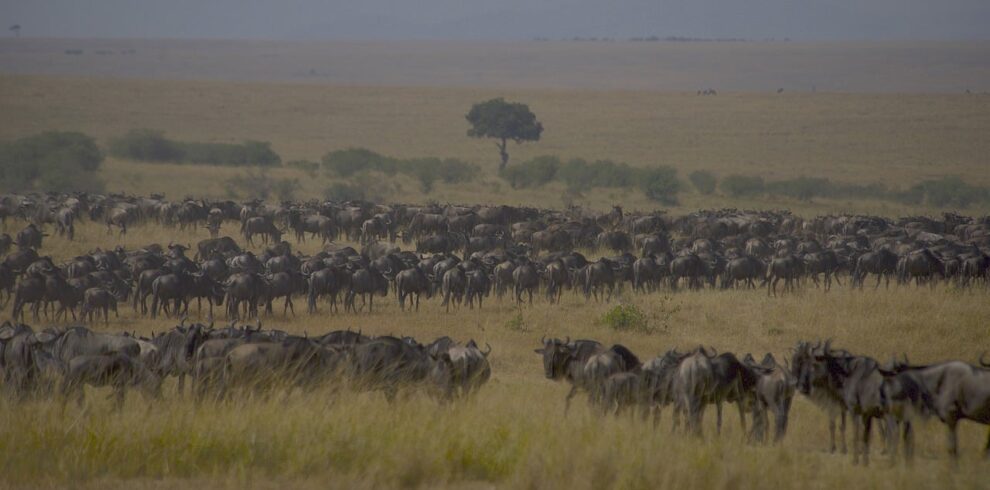 ESSENCE OF THE SERENGETI WILDEBEEST CALVING