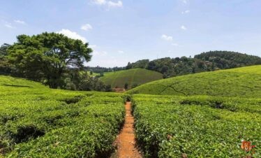 FAIRVIEW COFFE FARM VISIT for coffee Enthusiasts