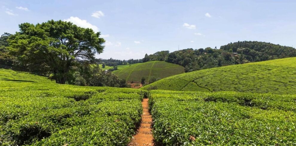 FAIRVIEW COFFE FARM VISIT for coffee Enthusiasts