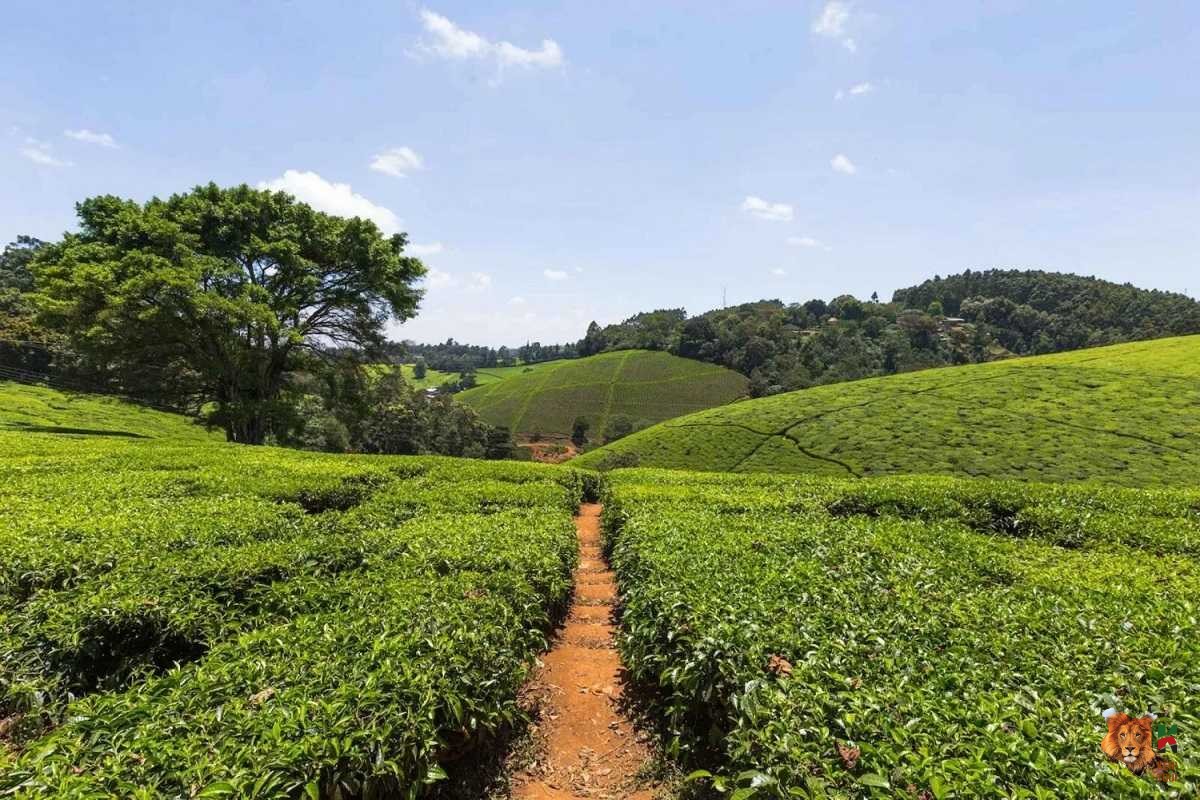 FAIRVIEW COFFE FARM VISIT for coffee Enthusiasts