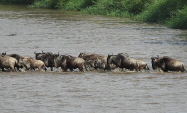 Glimpse of the Wildebeest Migration Adventure