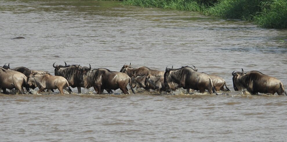 Glimpse of the Wildebeest Migration Adventure