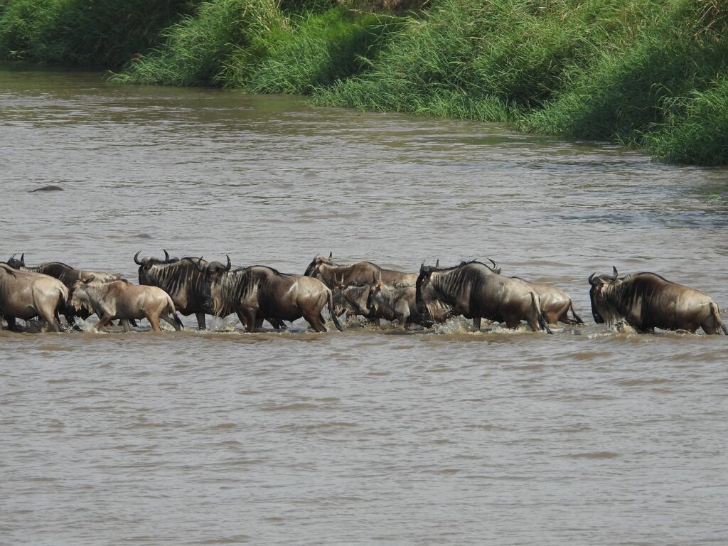 Glimpse of the Wildebeest Migration Adventure