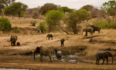 Kenya & Tanzania Classic 11-Day Safari!
