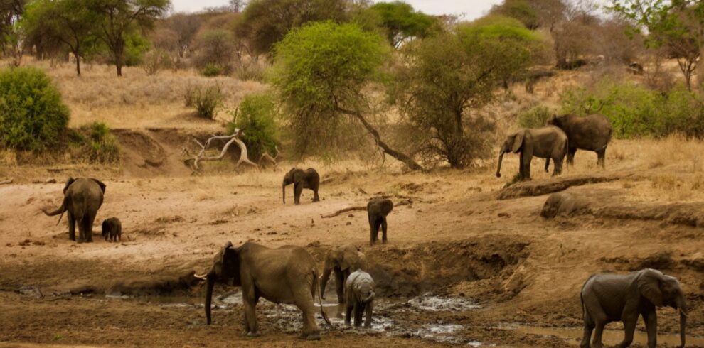 Kenya & Tanzania Classic 11-Day Safari!