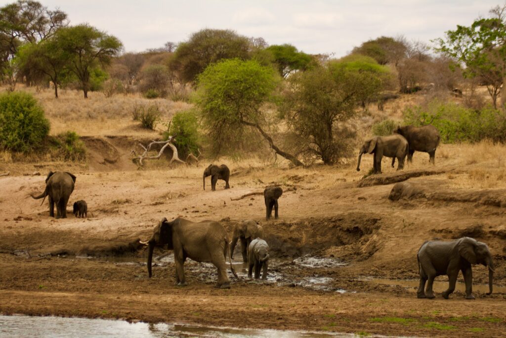 Kenya & Tanzania Classic 11-Day Safari!