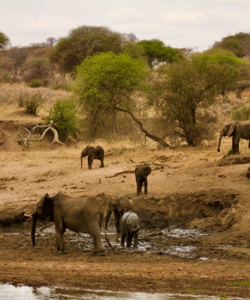 Kenya & Tanzania Classic 11-Day Safari!