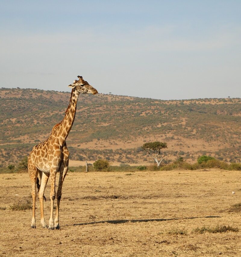 Serengeti Wildlife Adventure Safari 6 Days 5 Nights