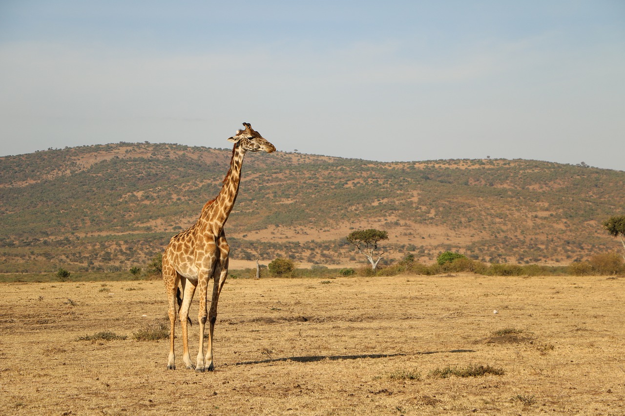 Serengeti Wildlife Adventure Safari 6 Days 5 Nights