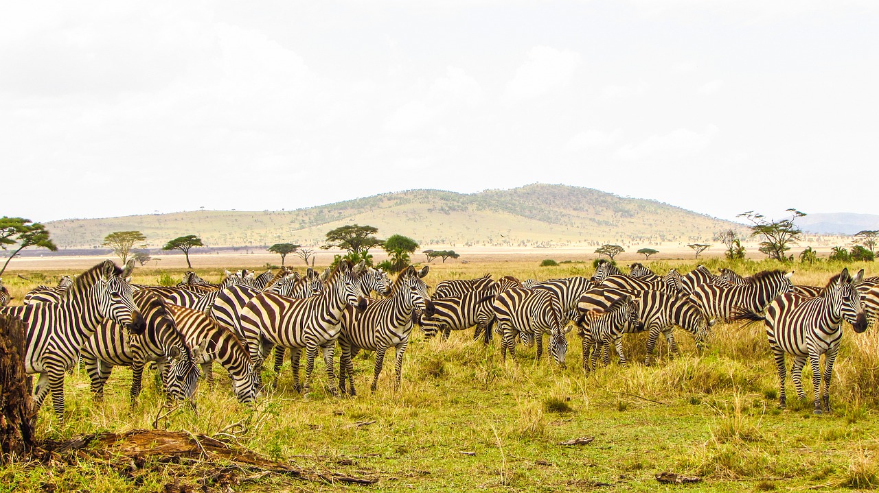 Tanzania Amazing Adventure Safari 7 Days 6 Nights Embarks