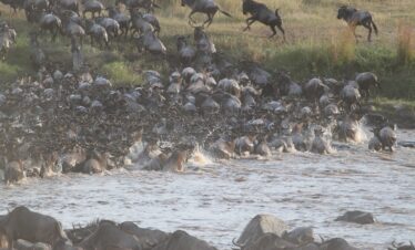 Serengeti Wildebeest Migration Adventure Safari 7 Days 6 Nights 